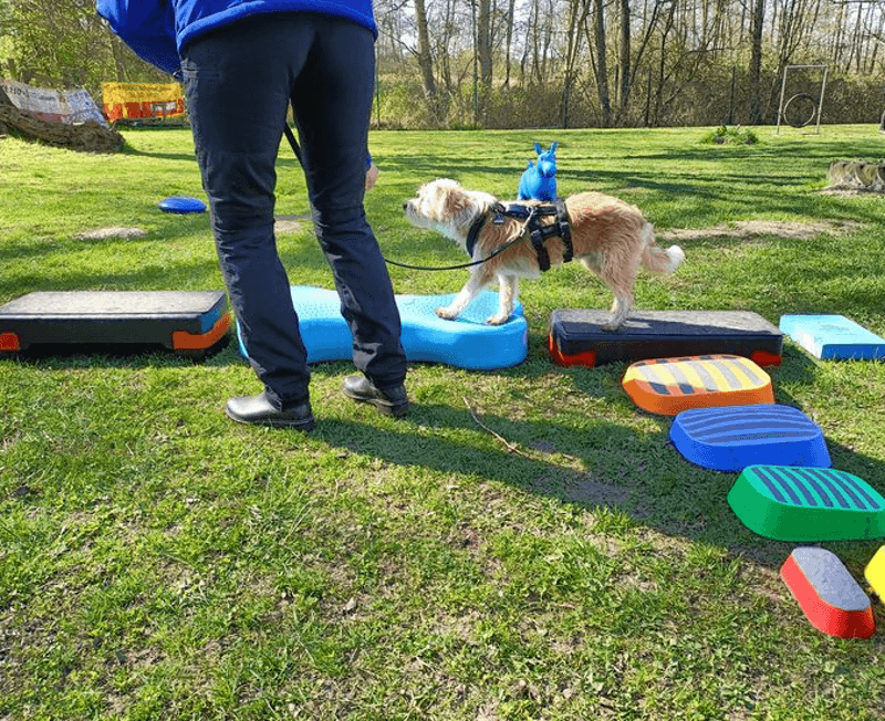 Junghundetraining: Konzentriertes Lernen in der Kleingruppe