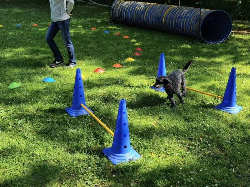 Longieren: Hund läuft am abgesteckten Kreis
