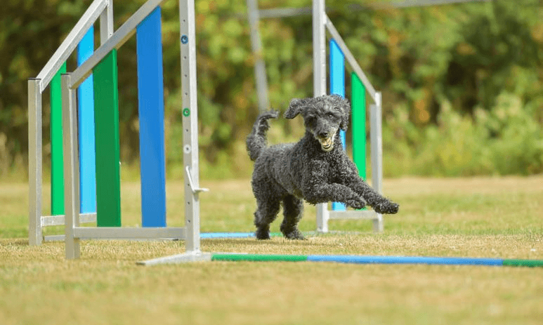 Longieren: Teamarbeit zwischen Hund und Mensch